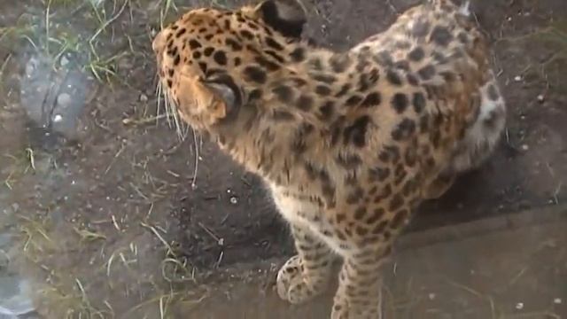 cute animals, Amur leopard смотреть онлайн