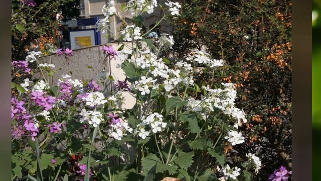 ЛУННИК (LUNARIA) сем. Крестоцветные смотреть онлайн