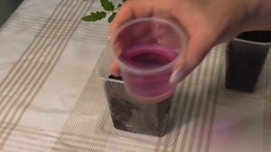 Рассада томатов по китайскому способу.