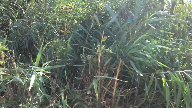 Борьба с камышом на участке смотреть онлайн