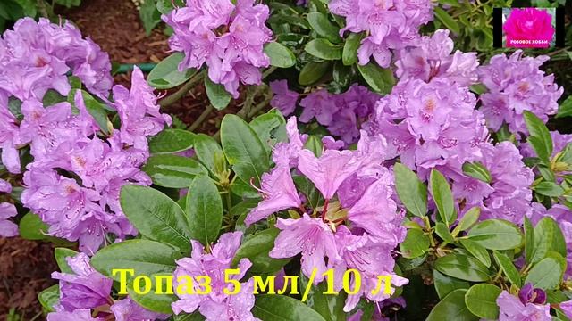 РОЗЫ. ИЗБАВЛЯЕМСЯ ОТ РЖАВЧИНЫ. НАЧИНАЮЩИМ смотреть онлайн