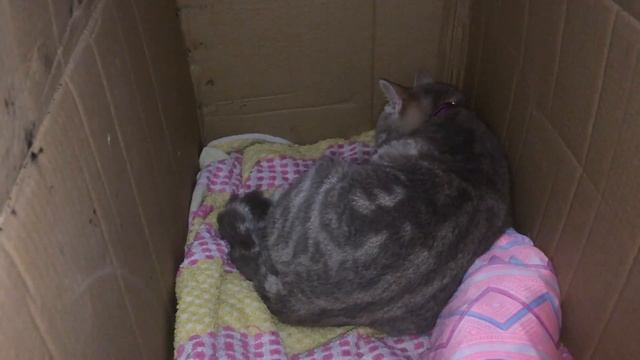 Первые роды шотландской кошки. Схватки у кошки. смотреть онлайн