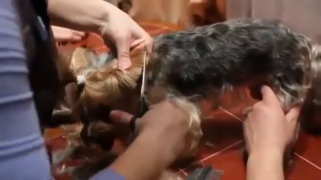 Стрижка йорка смотреть онлайн