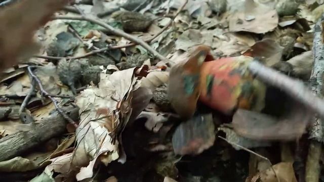 Синяк 2021 р. гриби. mushrooms смотреть онлайн