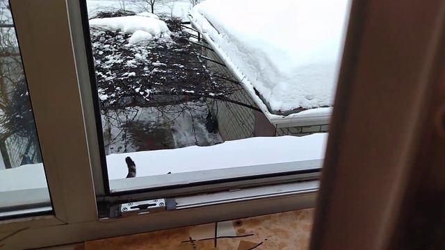 Мой кот всё время заходит домой через окно (зимой), хотя это опасно и не всегда получается смотреть онлайн