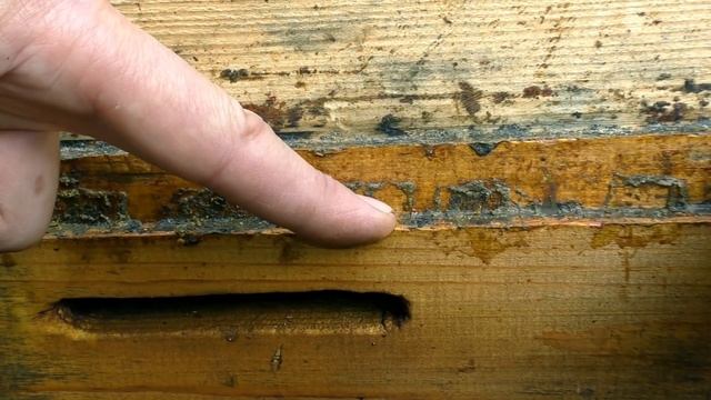 СБОР ПРОПОЛИСА смотреть онлайн