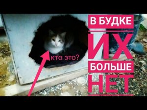 Брошенные щенки: ОДНОГО БОЛЬШЕ НЕТ! мы продолжаем кормить маму щенков...
