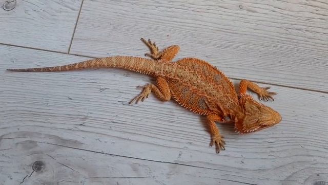КУПАШКИ И КУЧА МАЛА. смотреть онлайн