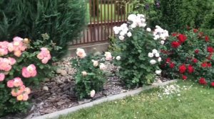 Яркое сочетание из роз Букет Парфе и Астрид граффин фон Хаденберг. Шраб и мускусный гибрид ??.mp4