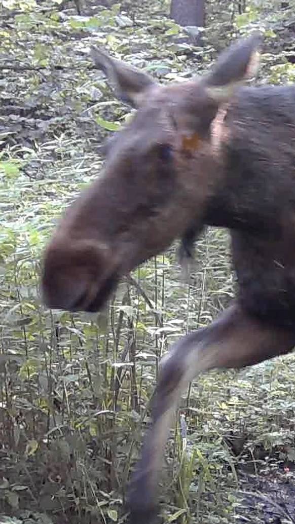 Два лося смотреть онлайн