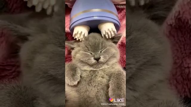 Чесалка для кота смотреть онлайн