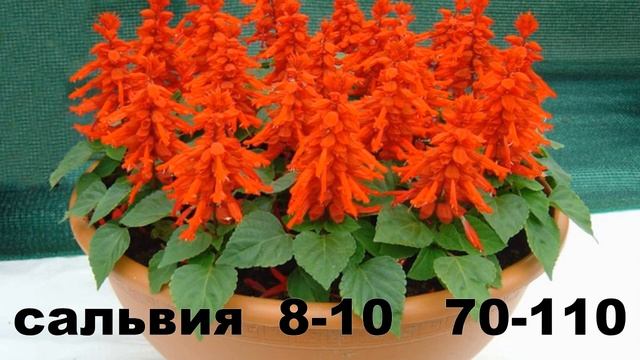 Когда сеять цветы на рассаду смотреть онлайн