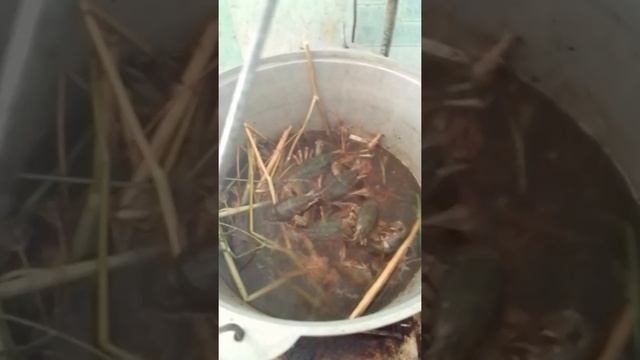 Как правильно и сколько варить раков! смотреть онлайн