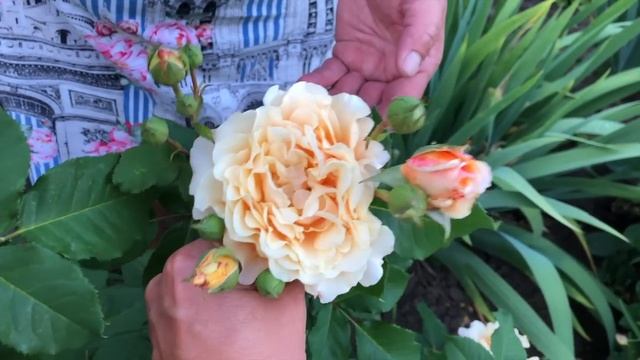 МАМА ТАТЬЯНА РУЛИТ )) РОЗЫ. ПАРАД РОЗ В НАШЕМ САДУ!!! ЗАЧЕМ НУЖНА ПАЛКА? РОЗЫ, КОТОРЫЕ ВАС ПОКОРЯТ! смотреть онлайн