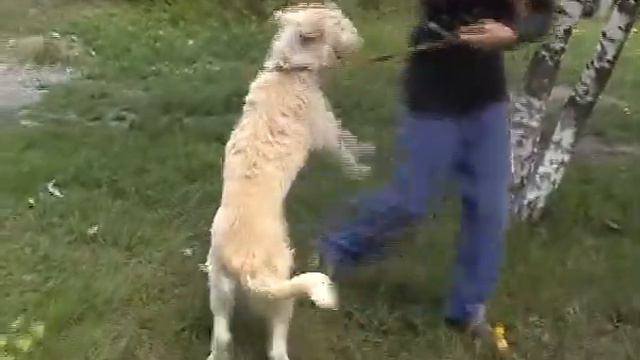 Сара ищет хозяина, г. Донецк