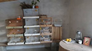 Зимовка канареек,Канарейки содержание зимой,Канарейки содержание в холоде.