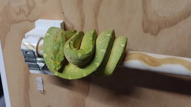 Green Tree Python info WPB -19-02. #1 смотреть онлайн