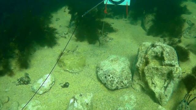 IDsub - первый отстрел