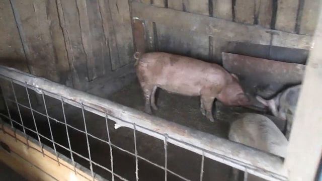 ПОРА...МИНУС ОДИН ПОРОСЁНОК.Свиньи как бизнес.Семья в деревне,Жизнь в деревне,Деревенский канал. смотреть онлайн