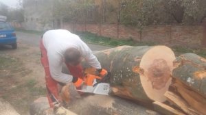 Stihl ms 880 vs bustean de fag