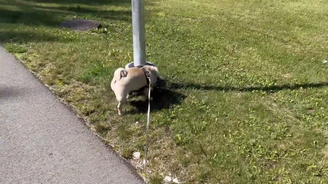 Прогулка мопса🐶Красивый вид и Барни☀️😍 смотреть онлайн