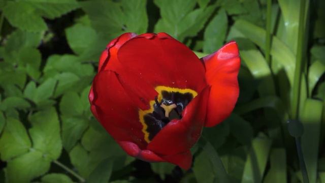 For video editing free footage flowers 020 смотреть онлайн