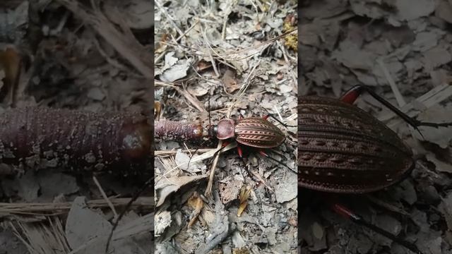 Жук Жужелица смотреть онлайн