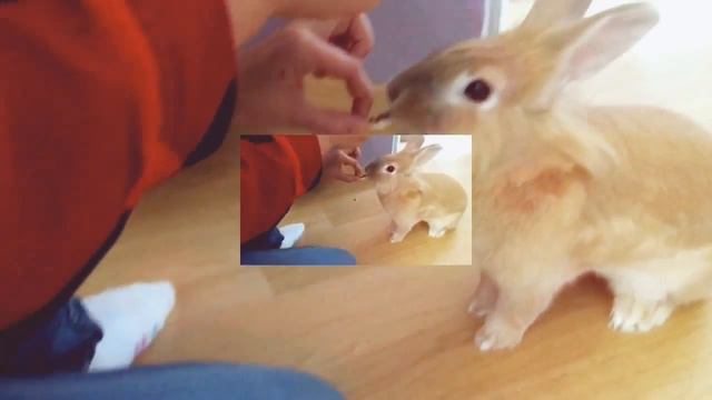 ✨ DIY || Как заняться фигней... То есть сделать печенье :D || домашнее печенье 🍪 смотреть онлайн