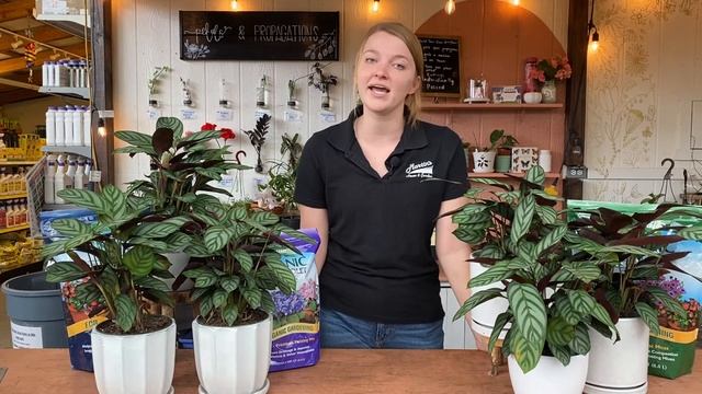 Ctenanthe Setosa - Houseplant Of The Week