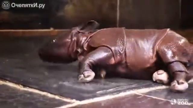детёныш носорога смотреть онлайн