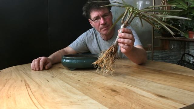 Starting a Dragon Tree Bonsai, Feb 2018 смотреть онлайн