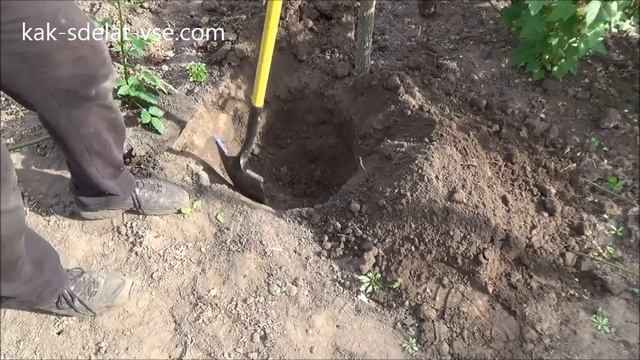 Посадка ежевики. Как садить Ежевику. смотреть онлайн