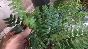 ПАПОРОТНИКИ-нефролеписы,дассада,давалия,кониограмма.