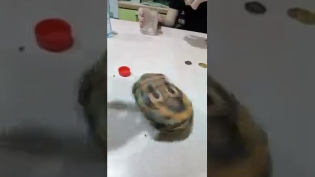 МУЗЫКА ПОД КОТОРУЮ УДОБНО ДУМАТЬ ЧТО ТЫ ЧЕРЕПАХА смотреть онлайн