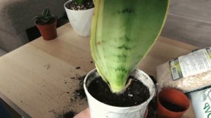 Сансевиерии - Бьюти Квин, Голден Флейм, Сноу Вайт, Самурай. Покупка по почте, распаковка и пересадк