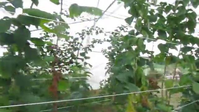 Малинове Фэктори. Летняя малина в теплице Пшехиба, Радзиева, Соколица – ч.4. смотреть онлайн