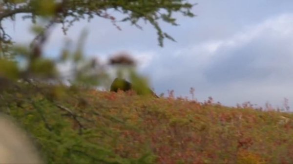 Amazing Big Game encounters in Newfoundland | Canada in the Rough