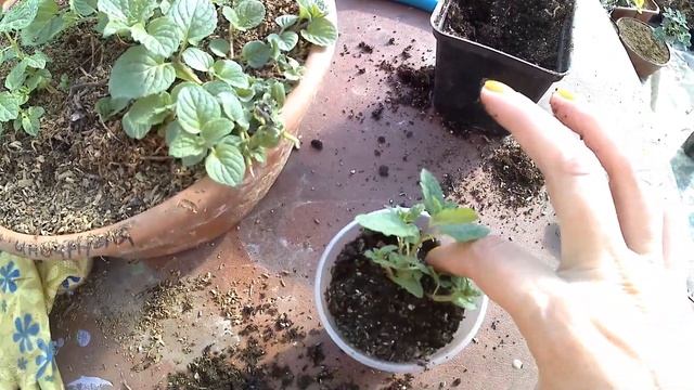 Как развести мяту/отводки мяты/деление куста/пересадка и размножение/имбирная мята смотреть онлайн