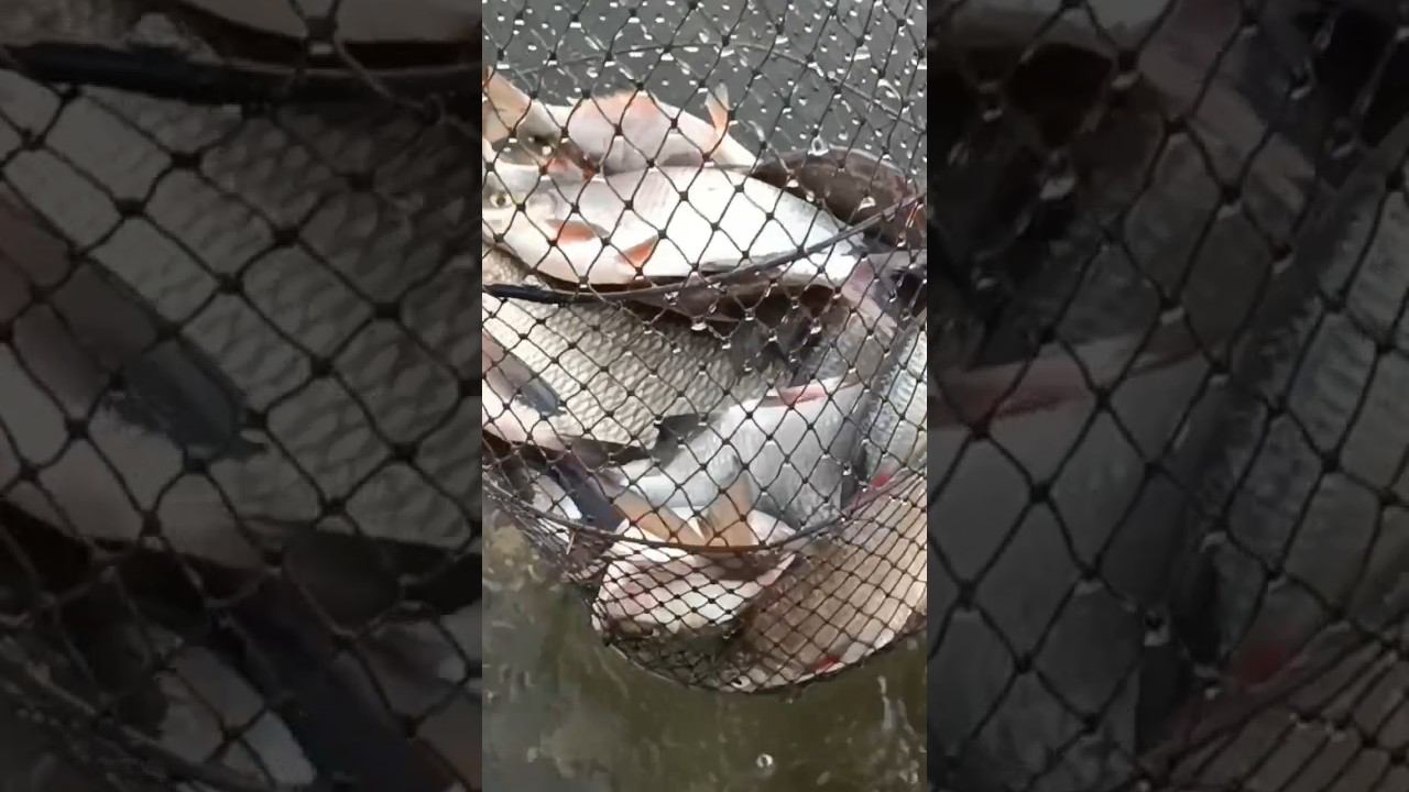 5 кг густеры + килошный лещик на сало и тапки. смотреть онлайн