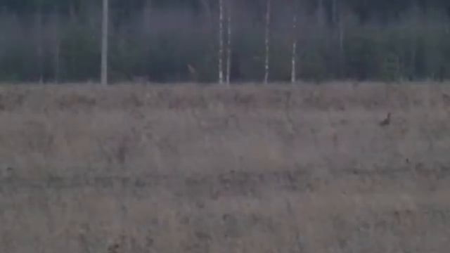 Весенняя охота смотреть онлайн