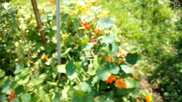 Сад, огород. Цветы и овощи. смотреть онлайн
