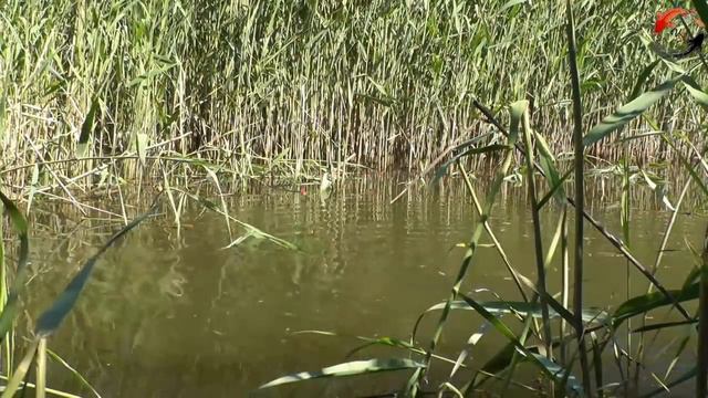 КРАСИВЫЕ ПОКЛЕВКИ-4. Рыбалка, Поплавочная удочка, Ловля на поплавок. Fishing, ikan, câu cá смотреть онлайн