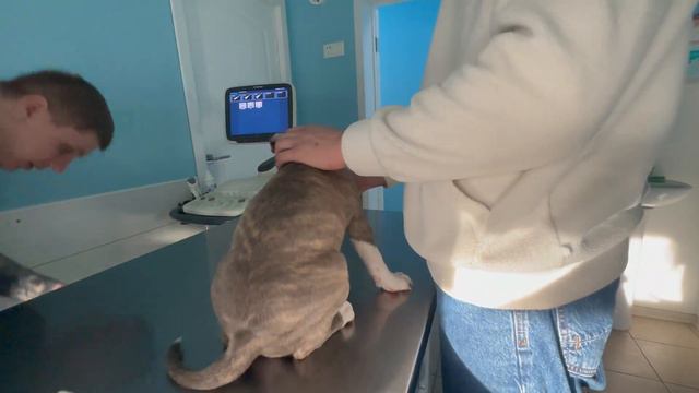 Стаффордширский терьер/ Лечим цистит у щенка смотреть онлайн