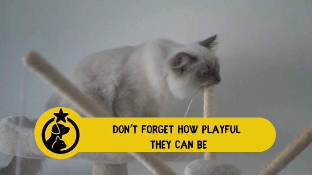 5 Things Ragdoll Cat Owners Must Never Forget смотреть онлайн