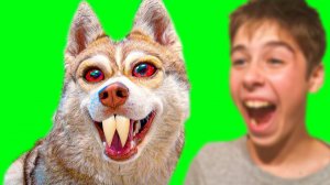 Я - ВАМПИР!! (Хаски Бублик) Говорящая собака Mister Booble