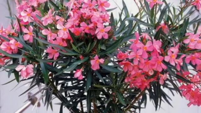 Oleandr haqida eshitganmisiz смотреть онлайн