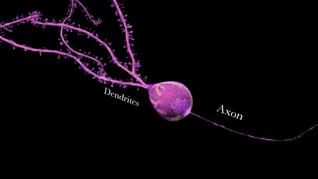 The Whole Brain Catalog (http://wholebraincatalog.org) смотреть онлайн