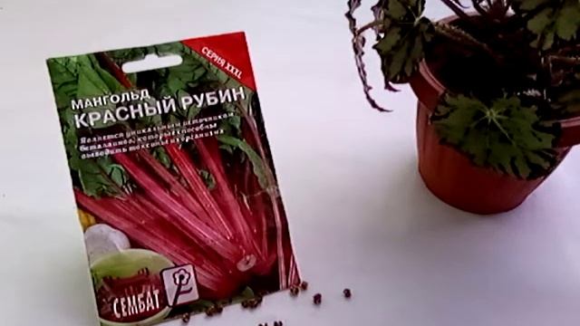 Мангольд.Зелень весь сезон!#зеленькстолу смотреть онлайн