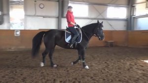 ЛОШАДЬ ВЫРЫВАЕТ ПОВОД... ЧТО ДЕЛАТЬ???