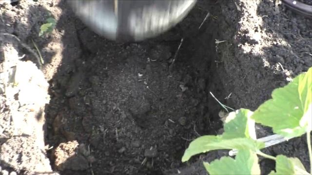 Посадка саженца смородины со 100% приживаемостью. смотреть онлайн